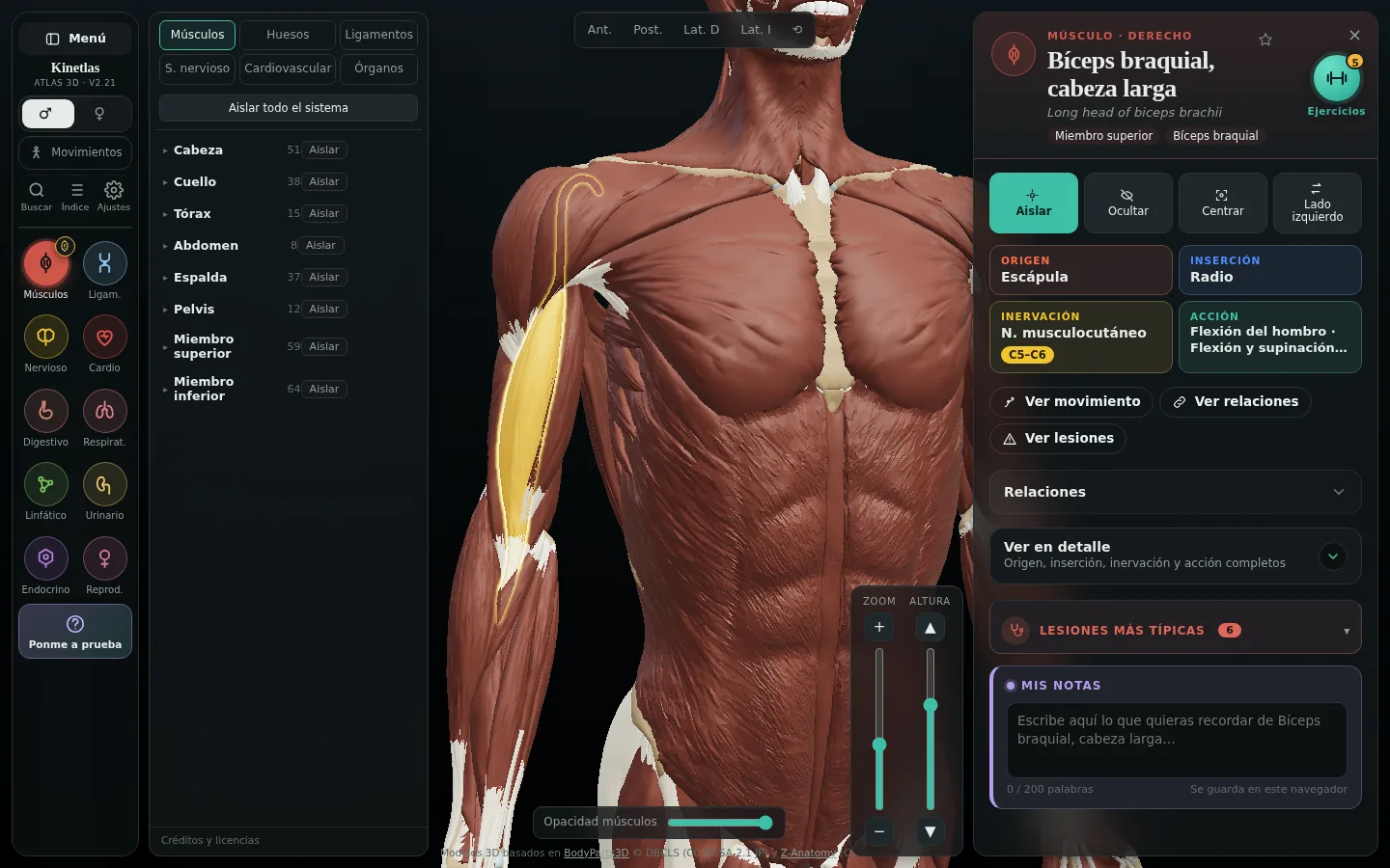 El atlas 3D de Kinetlas con la ficha del bíceps braquial abierta