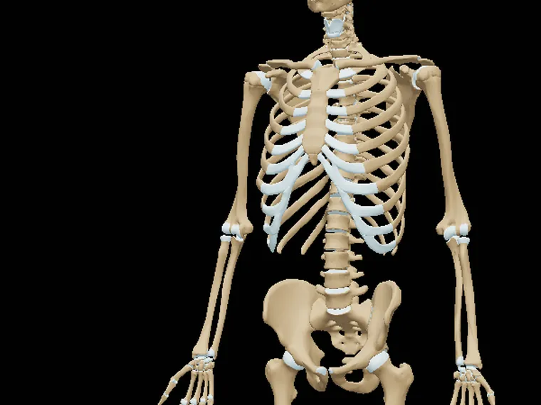 Esqueleto en el modelo 3D