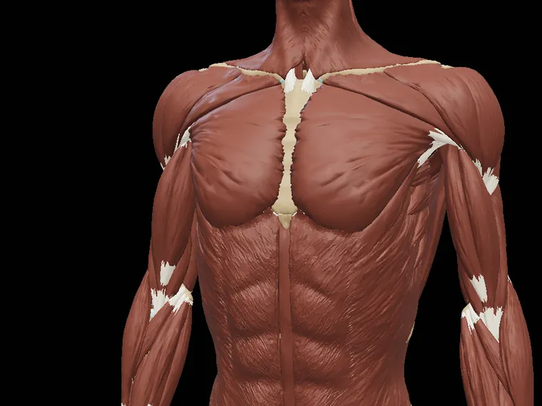Musculatura del tronco y del brazo en el modelo 3D
